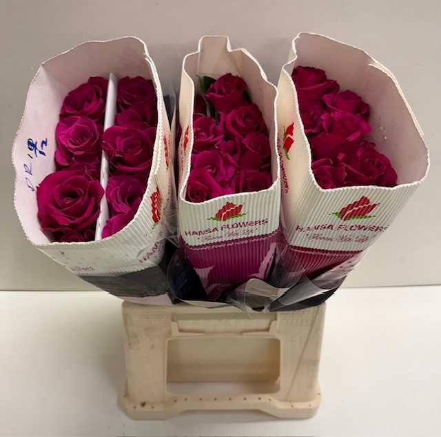 Rosa gr ever pink HS.jpg